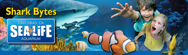 Sea Life - Shark Bytes Newsletter